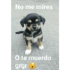 Dogs 🐶 5