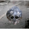 Hamster desesperado 22