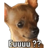 Cachorro meme 12