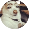 Memes de animais 4 8