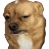 Cachorro meme 7