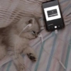 Meme Kucing Galau 8
