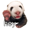 hey