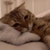 🐾Mix gatitos tristes😿🐾 18