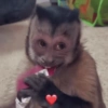 Macacos 🙈🙈🙈 8