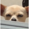 Reações cachorros 15