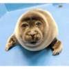 Animales locos 21