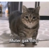 MEME KUCING 32