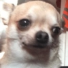 Chihuahua 😆 6