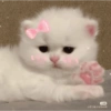 ~ Gatos Cute ☁🤍 14