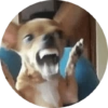 Memes de animais 4 12