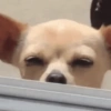 ANIMAIS ALEATÓRIOS 7