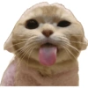 Olhas os gatinhos fofinhos 6