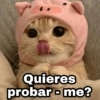 Quieres probar - me?