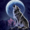 Lone Wolf 🐺  6