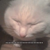 Cat meme 2 19