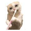 Sad Cats 9