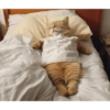 Cat 20