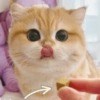 🧿Gatos para chat miau🐱🐈 16