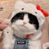 Gatos Cute 🤩😍 11
