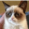 Animales locos 12