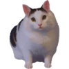 Michis Pixelados ≫🐈≪ 6