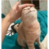 ❤️Gatos Cura depresión😮‍💨😾 10