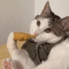 Meme kucing 9
