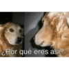 Memes de perritos🐶 9