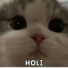 Memes 8