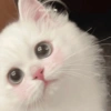 ~ Gatos Cute ☁🤍 10