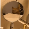 Gatinhos 🐱  6