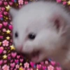 Gatitos Amor 😍 5
