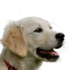 Memes de animais 4 20