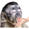 🐒 Macaco pra Reagir 19