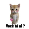 Olhas os gatinhos fofinhos 28