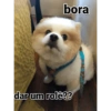 Thor o spitz 5