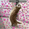 Gatitos con corazones 18