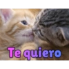 Gatos enamorados 5