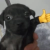 Animalitos Random! 🐱🐵 15