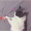 Gatitos con corazones 5