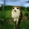 Meowl meme cat🐱✨ 20
