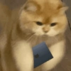 🧿Gatos para chat miau🐱🐈 22