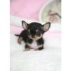 Perritos 🥰 9
