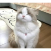 Cat 29