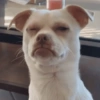 Cosas de Perritos 4🤎🐶✨ 5