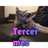 Gatos enamorados 8
