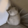 🐾Mix gatitos tristes😿🐾 20