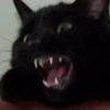 ✨Gatos Cura Depresión 5😻❤️ 15