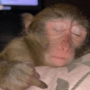 Monkey 🐒 7